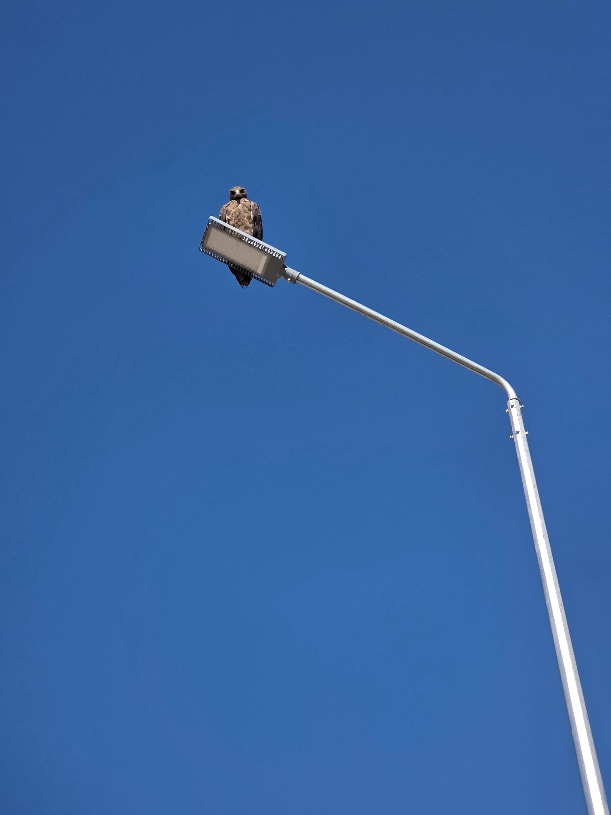 Day 42 - Mission Civilisation