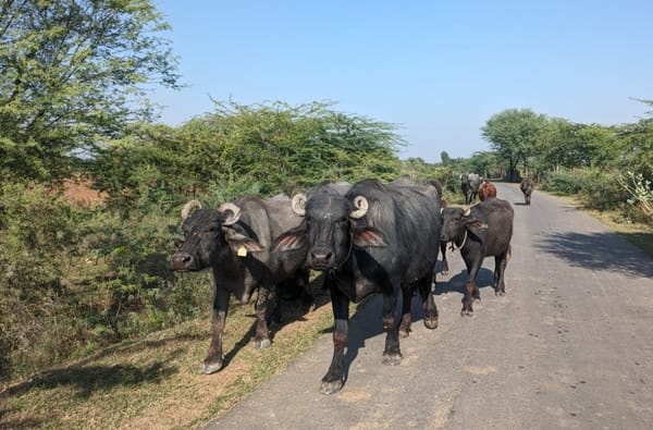 Day 55 - Cycling again!