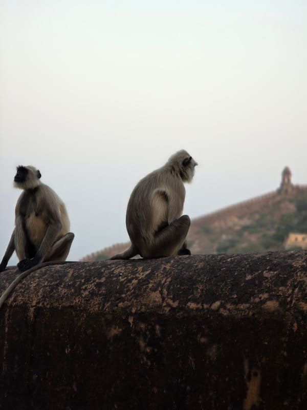 Day 57 - Delhi Belly